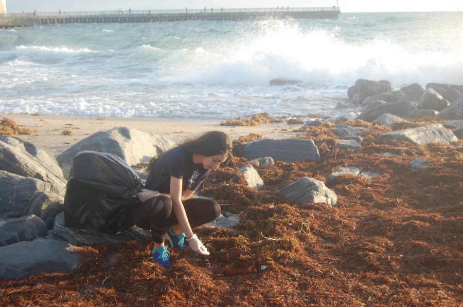 Senior Reyna Jackson searches for trash among the seaweed.